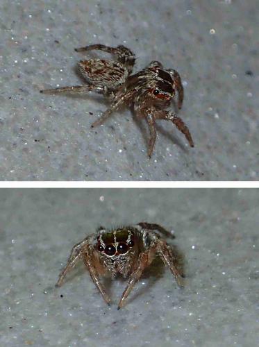 Plexippinae